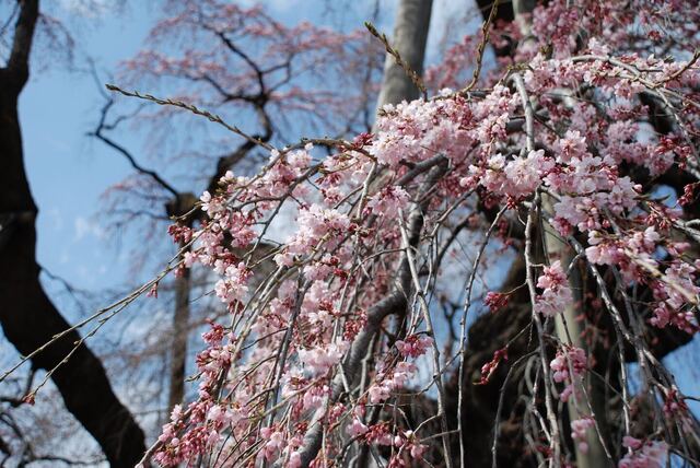 DSC_0009.jpeg