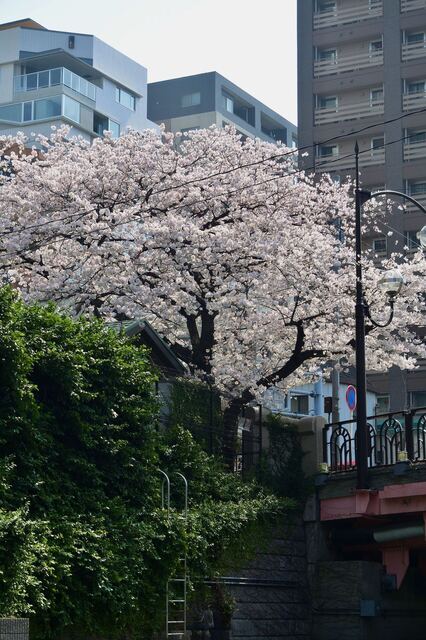 DSC_2351.jpeg